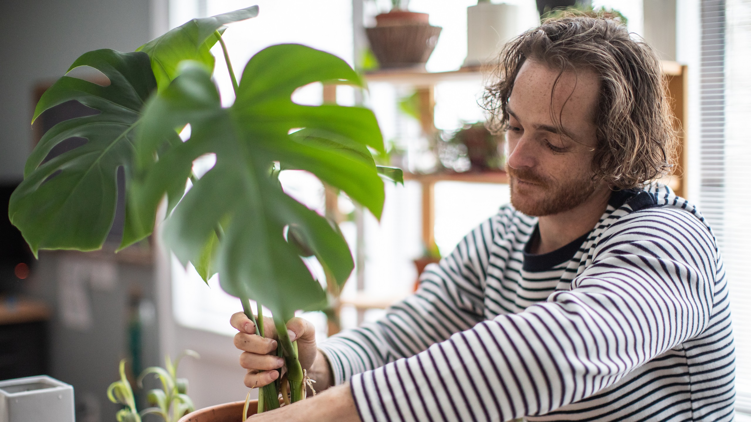 7 Spider Plant Benefits And Why Your Home Needs One