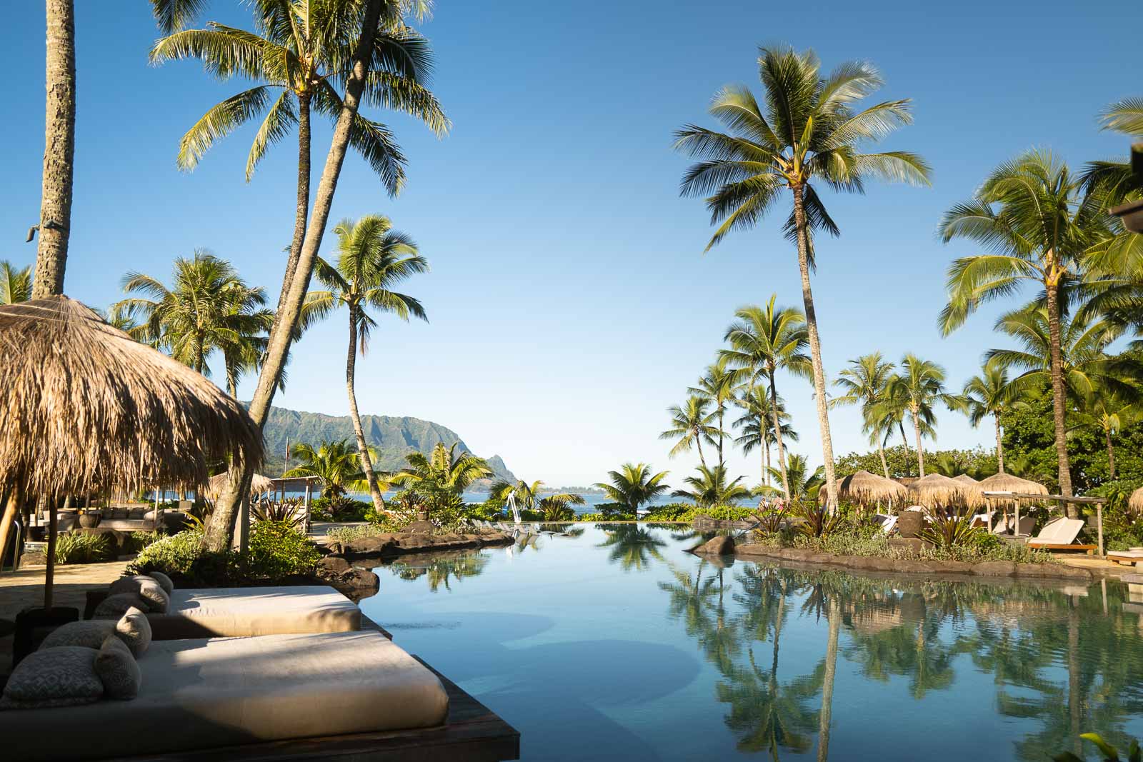 Pool and palm trees