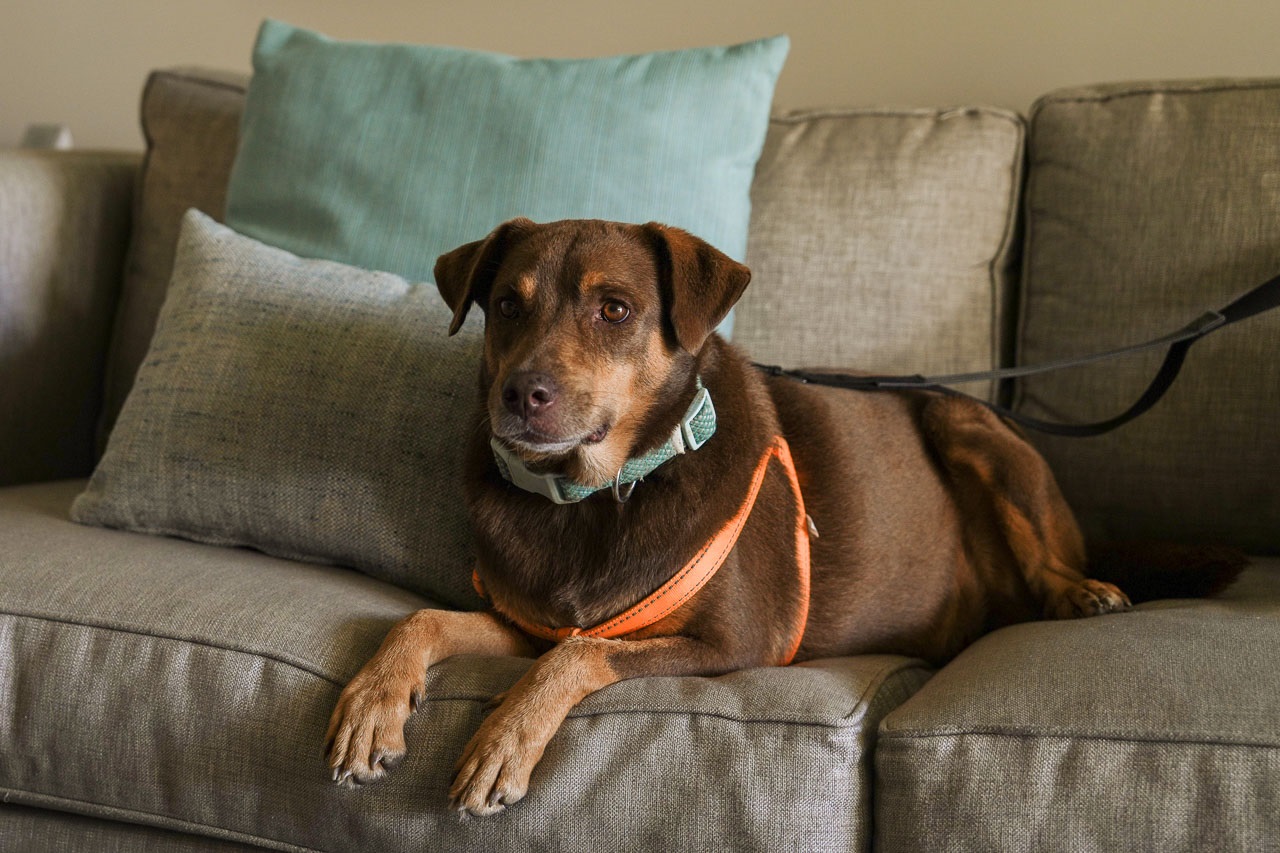 Dog resting on couch